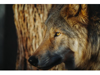 Sony анонсировала долгожданную камеру a7 V и новый комплектный объектив. Sony анонсировала долгожданную камеру a7 V и новый комплектный объектив.