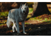 Sony анонсировала долгожданную камеру a7 V и новый комплектный объектив. Sony анонсировала долгожданную камеру a7 V и новый комплектный объектив.