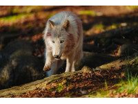 Sony анонсировала долгожданную камеру a7 V и новый комплектный объектив. Sony анонсировала долгожданную камеру a7 V и новый комплектный объектив.